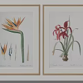 Gold Framed Botanical Prints Featuring Strelitzia Amaryllis Flowers with Stem Leaf and Root Illustrations 3d model