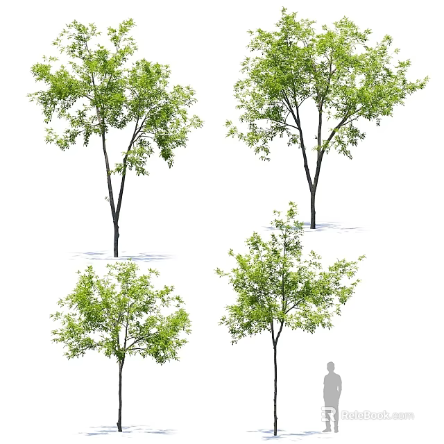 Green Leafy Arbor Trees With Various Growth Shapes And Human Scale Figure 3d model 