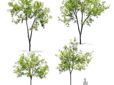 Green Leafy Arbor Trees With Various Growth Shapes And Human Scale Figure 3d model