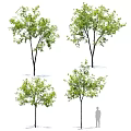 Green Leafy Arbor Trees With Various Growth Shapes And Human Scale Figure