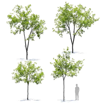 Green Leafy Arbor Trees With Various Growth Shapes And Human Scale Figure 3d model