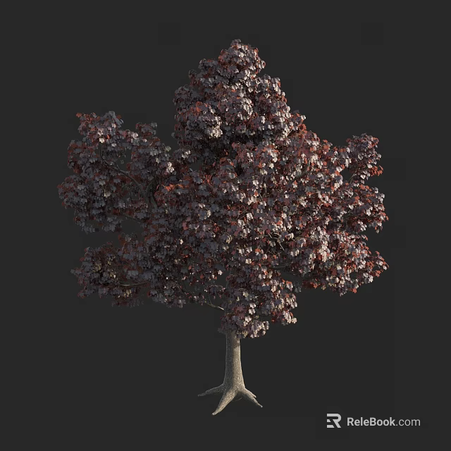 Full Shaped Arbor with Dark Purple Leaves and Slender Trunk Against Dark Background 3d model 