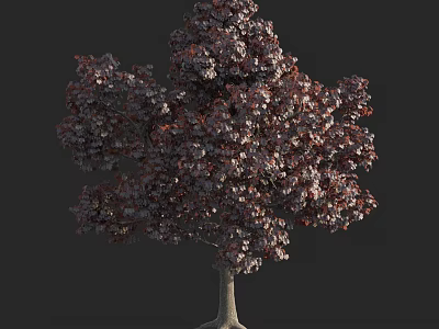 Full Shaped Arbor with Dark Purple Leaves and Slender Trunk Against Dark Background 3d model