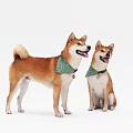 Cute Shiba Inu Dogs Wearing Green Bandanas Standing And Sitting On White Background