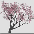 Stunning Tree With Pink Blossoms On Long Spreading Branches And Dense Blooms