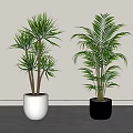 Lush Green Indoor Potted Plants with Fresh Leaves in White and Black Pots