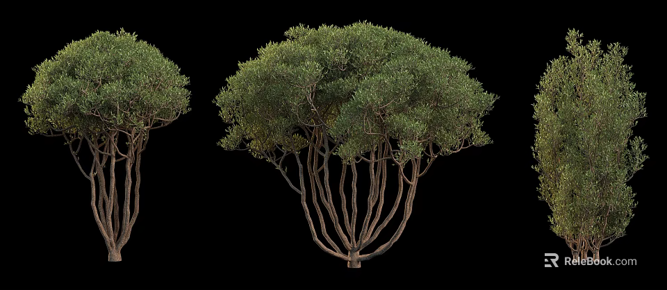 Arbor With Multiple Trunks Lush Green Foliage And Natural Growth Form 3d model 