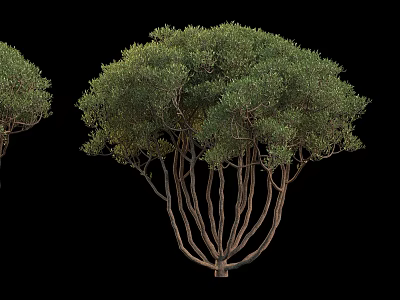 Arbor With Multiple Trunks Lush Green Foliage And Natural Growth Form 3d model