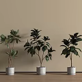 Three Green Bonsai Potted Plants in Light Colored Pots Against Beige Wall And Wooden Floor