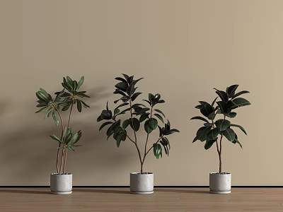 Three Green Bonsai Potted Plants in Light Colored Pots Against Beige Wall And Wooden Floor 3d model