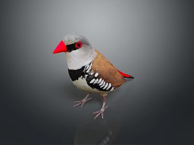 Flying Bird with Red Beak Gray Head Brown Body and Black White Wings Standing 3d model
