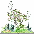Lush Shrub with Pink Blossoms and Green Foliage in Garden with Grass and Small Trees