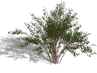 Green Leafy Shrub With Multiple Stems And Dense Foliage In Natural Form 3d model
