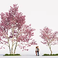 Tall Flowering Trees with Pink Blossoms and Two People Standing Beneath