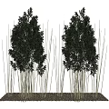 Bamboo Clusters with Slender Stems and Green Foliage on Gravel Base