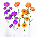 Beautiful Multiple Purple and Orange Flowers with Green Stems Leaves on White Background