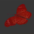 Vibrant Butterfly With Orange Black Wings Spots And White Blue Accents Isolated Dark Background
