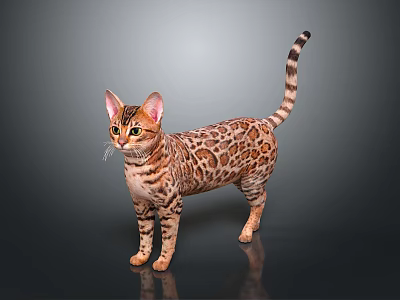 Bengal Cat With Leopard Print Fur Standing On Dark Background 3d model