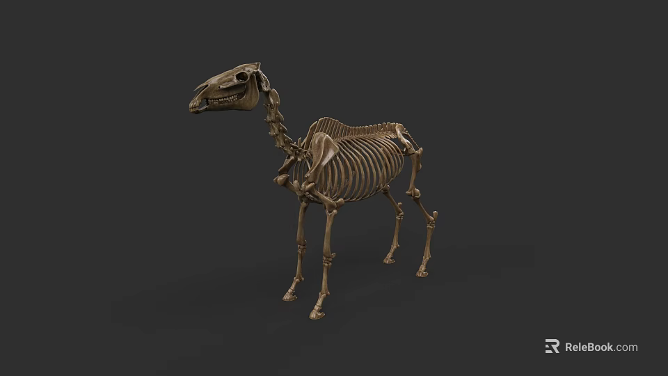 Full Body Camel Skeleton With Detailed Bone Structure And Natural Posture 3d model