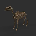 Full Body Camel Skeleton With Detailed Bone Structure And Natural Posture 3d model