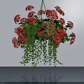 Hanging Basket Plants with Red Flowers Trailing Green Leaves Against Light Wall and Floor Reflection