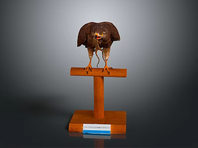 Stuffed Eagle Taxidermy Display On Wooden Stand With Information Label 3d model