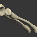 Two White Long Bones For Medical Display Isolated On Dark Background
