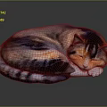 Sleeping Calico Cat Curled Up On Reflective Dark Surface With Soft Fur
