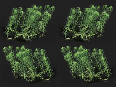 Aquatic Plants With Green Slender Stems And Lush Natural Growth Roots 3d model