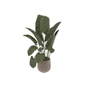 Decorative Plant Arrangement with Green Foliage Plants in White Ceramic Pots for Home Interior Decoration