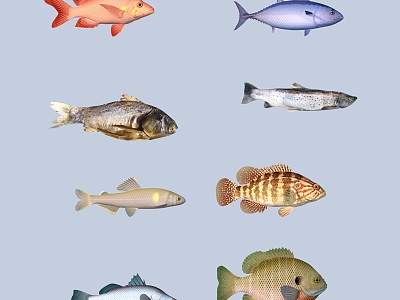 fish freshwater fish aquatic animal 3d model