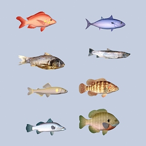 fish freshwater fish aquatic animal 3d model