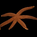 Brown Starfish Aquatic Animal On Black Background In Close Up View
