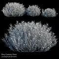 Cluster of Gray Bushes With White Small Flowers And Dense Branch Structure