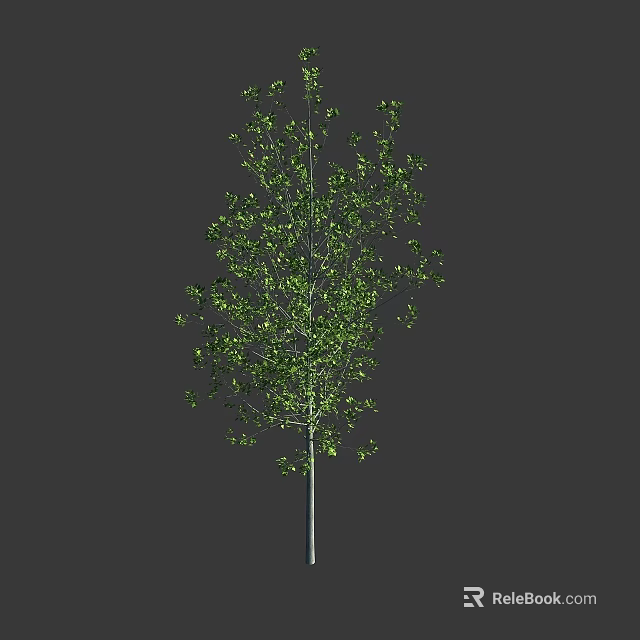 A Tall Tree with Lush Green Leaves and Slender Trunk Against Dark Background 3d model 
