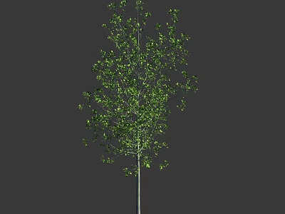 A Tall Tree with Lush Green Leaves and Slender Trunk Against Dark Background 3d model