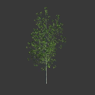 A Tall Tree with Lush Green Leaves and Slender Trunk Against Dark Background 3d model
