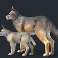 Realistic Adult Wolf And Baby Wolf Standing Together On Dark Background