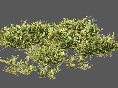 fern ground cover plants flowers and shrubs 3d model