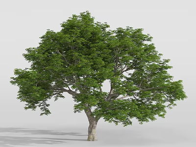 Tall Arbor with Lush Green Leaves and Strong Trunk Standing Isolated in Plain Background 3d model
