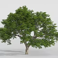 Tall Arbor with Lush Green Leaves and Strong Trunk Standing Isolated in Plain Background