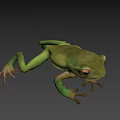 Green Flying Frog With Large Eyes Slim Body And Webbed Feet In Natural Habitat