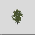 Tall Arbor Tree With Lush Green Foliage Dual Trunks And Human Silhouette For Scale