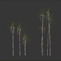 Graceful Palm Trees With Slender Trunks And Green Fronds Against Gray Background And Reflective Ground