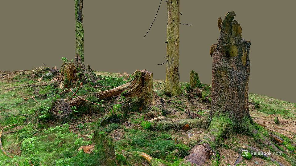 Lush Forest Floor With Mossy Tree Stumps Fallen Trunks Green Grass And Standing Trees 3d model 