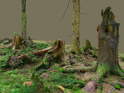 Lush Forest Floor With Mossy Tree Stumps Fallen Trunks Green Grass And Standing Trees 3d model