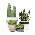 Different Bonsai Potted Plants with Cactus Aloe Vera Succulents in Decorative Ceramic Pots