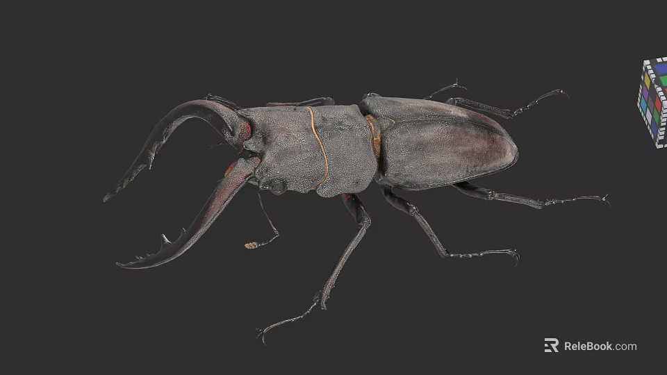 Detailed View Of Stag Beetle With Large Mandibles And Dark Exoskeleton 3d model 