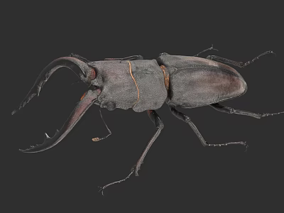 Detailed View Of Stag Beetle With Large Mandibles And Dark Exoskeleton 3d model