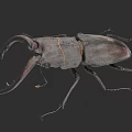 Detailed View Of Stag Beetle With Large Mandibles And Dark Exoskeleton